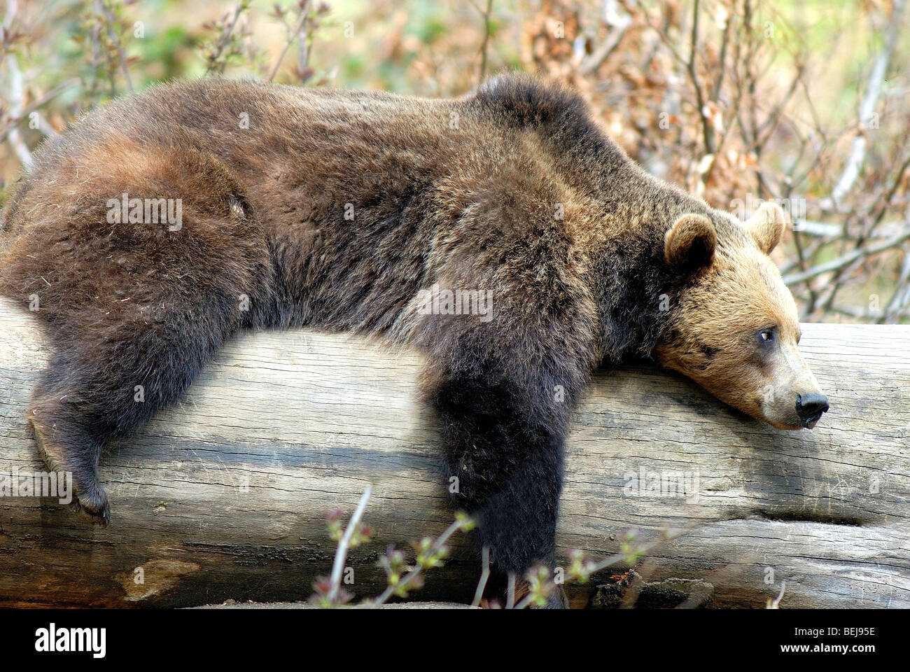 Brown Bear, Bayerischer Wald, Germany, Europe Stock Photo Alamy