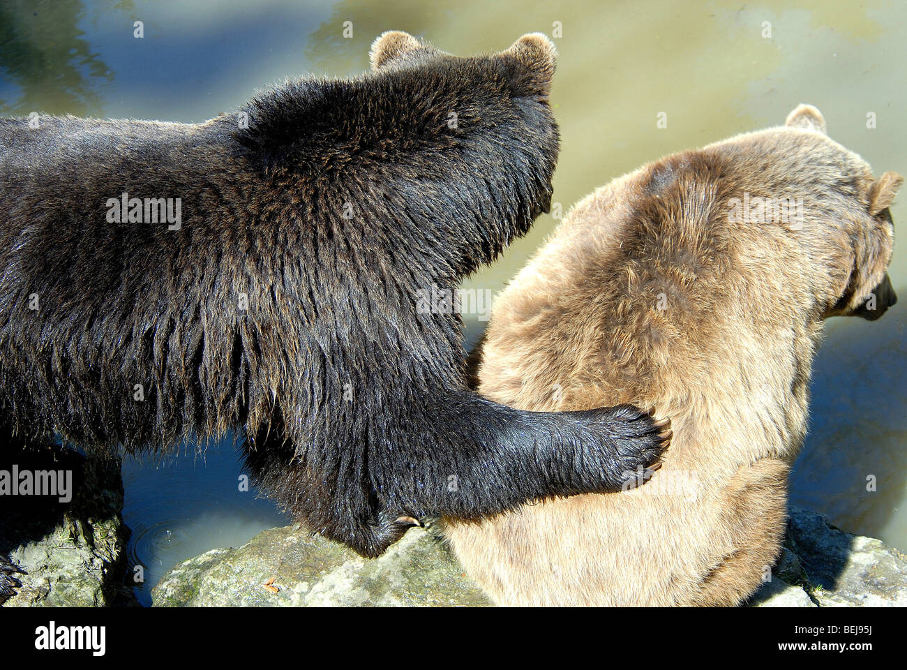 Brown Bear, Bayerischer Wald, Germany, Europe Stock Photo