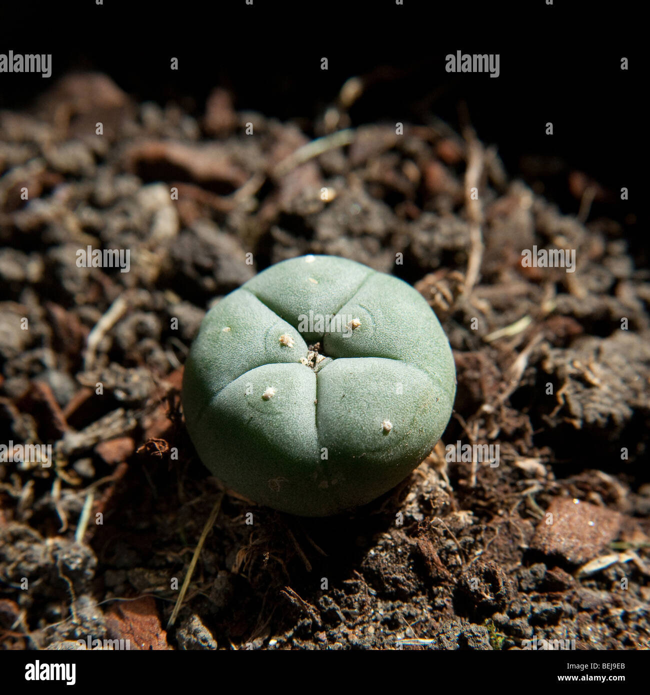 Peyote cactus Lophophora williamsii, or Mescal button. used as a hallucinogen by the Native Americans and recreational drug user Stock Photo