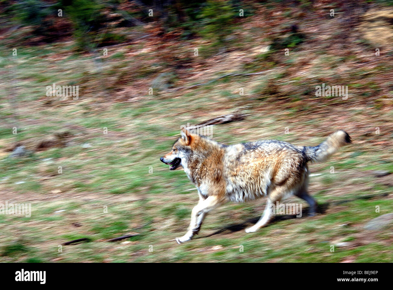 Wolf , Bayerischer wald national Park, Germany, Europe Stock Photo