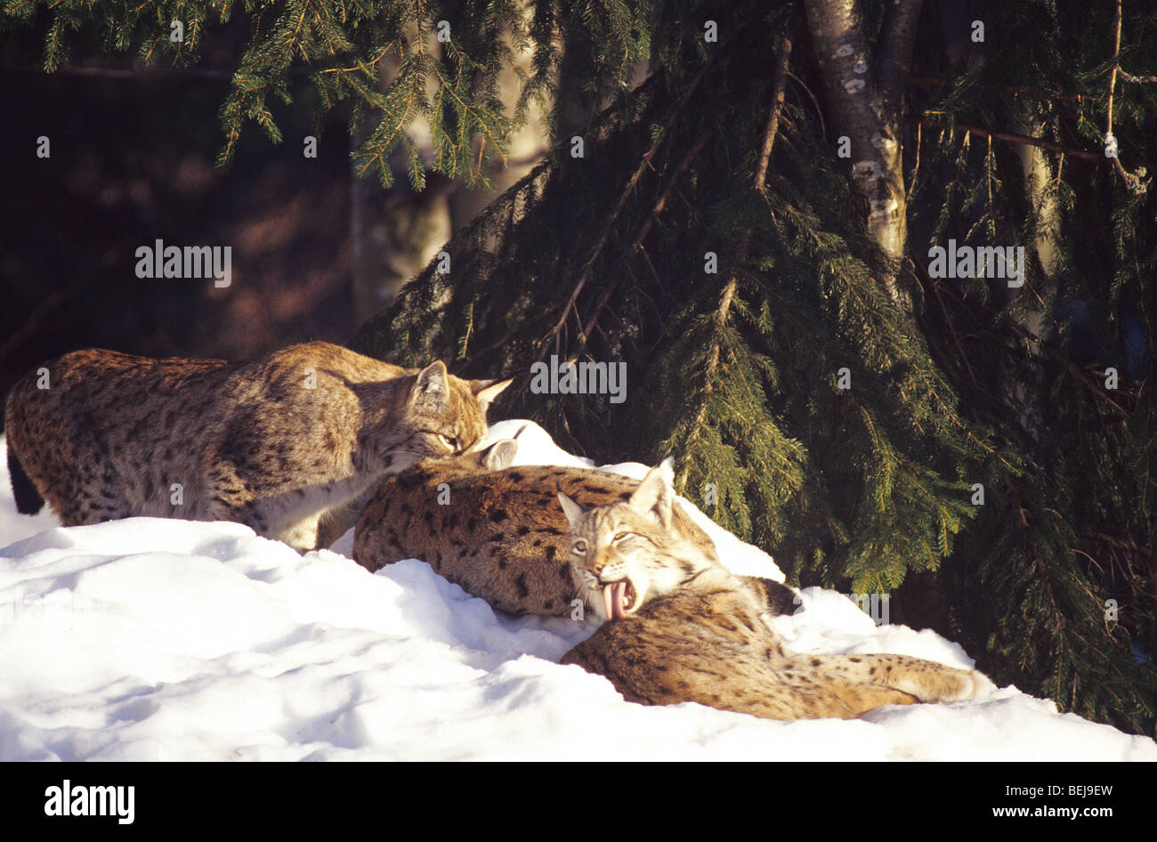 Lynx, Bayerischer wald national Park, Germany Europe Stock Photo
