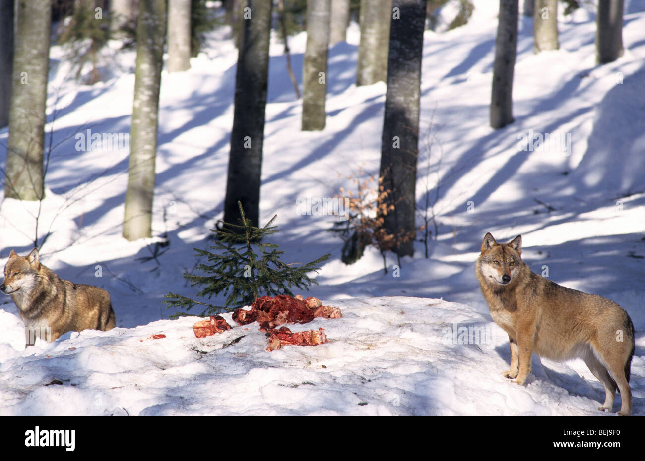 Wolf, Bayerischer wald national Park, Germany Europe Stock Photo