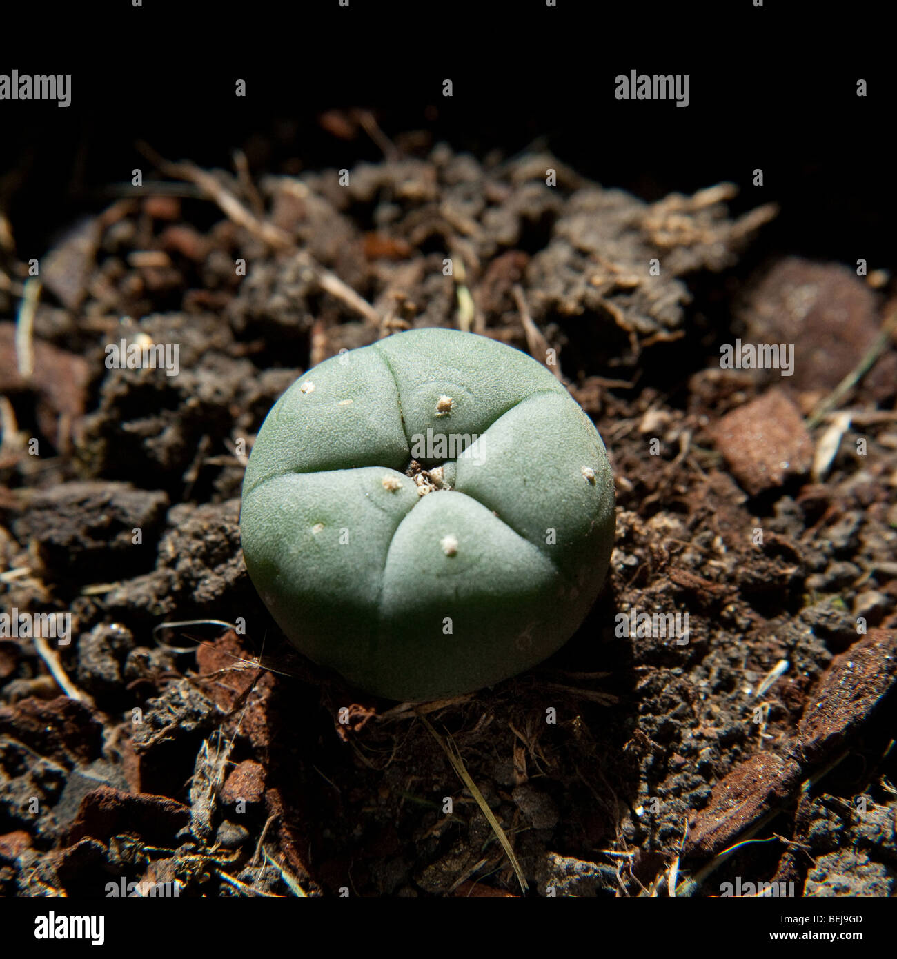 Peyote cactus Lophophora williamsii, or Mescal button. used as a  hallucinogen by the Native Americans and recreational drug user Stock Photo  - Alamy