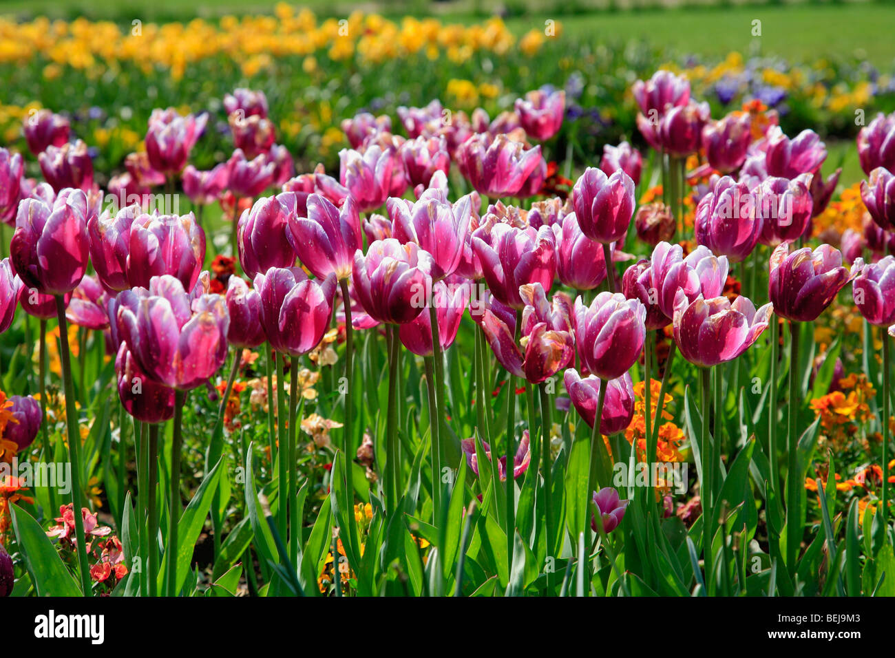 Row of Colourfull Tulip Flower Beds at Springfields Garden Centre