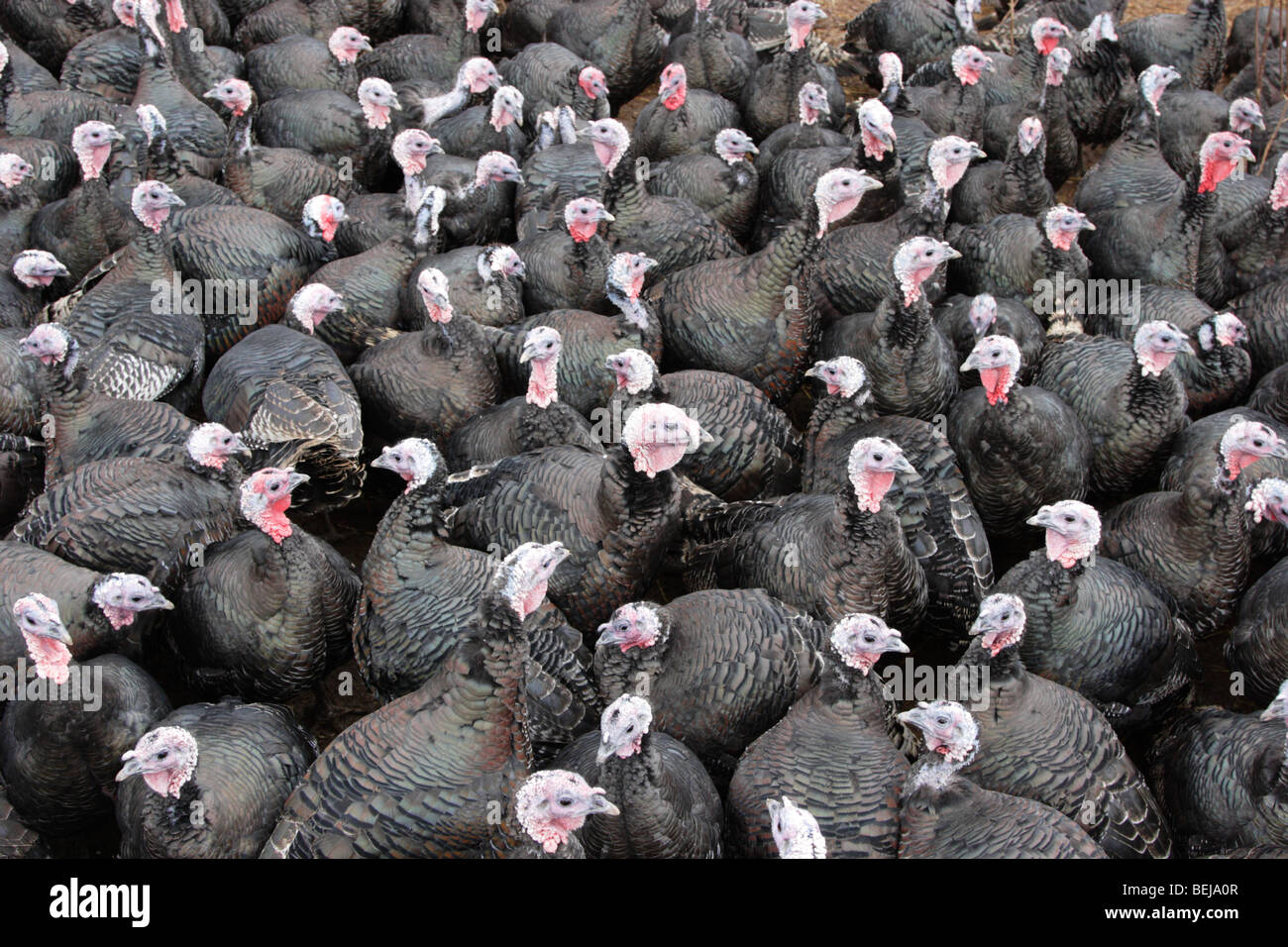 Free range Norfolk bronze turkeys, England, UK Stock Photo Alamy