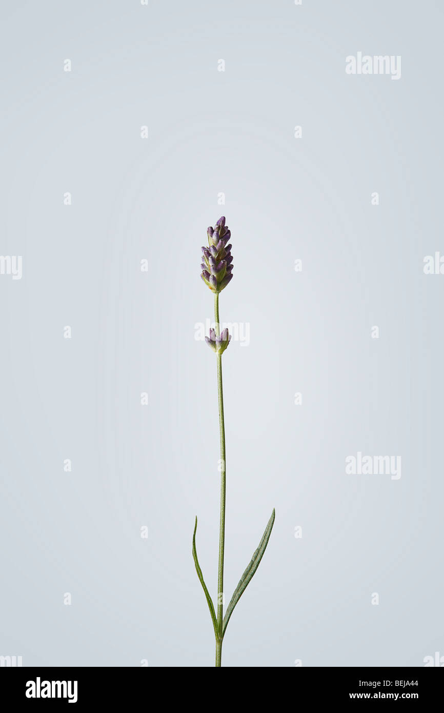 Purple flower stem hi-res stock photography and images - Alamy
