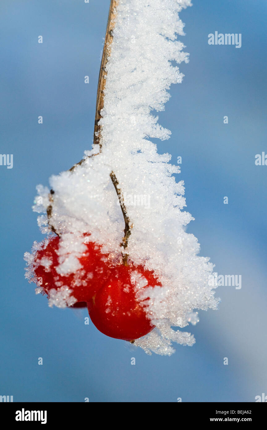 Guelder Rose / Water Elder / Cramp Bark / Snowbell Tree (Viburnum opulus) red berries covered in hoarfrost in winter Stock Photo