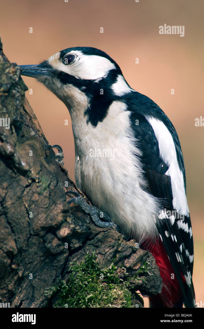 Great Spotted Woodpecker / Greater Spotted Woodpecker (Dendrocopos major) foraging on tree trunk in forest Stock Photo