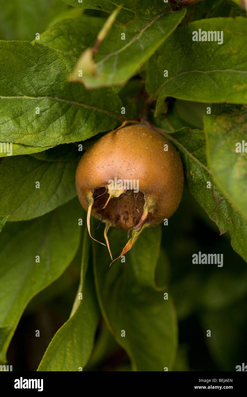 A fruit of the Common Medlar. This unusual applelike fruit, requires