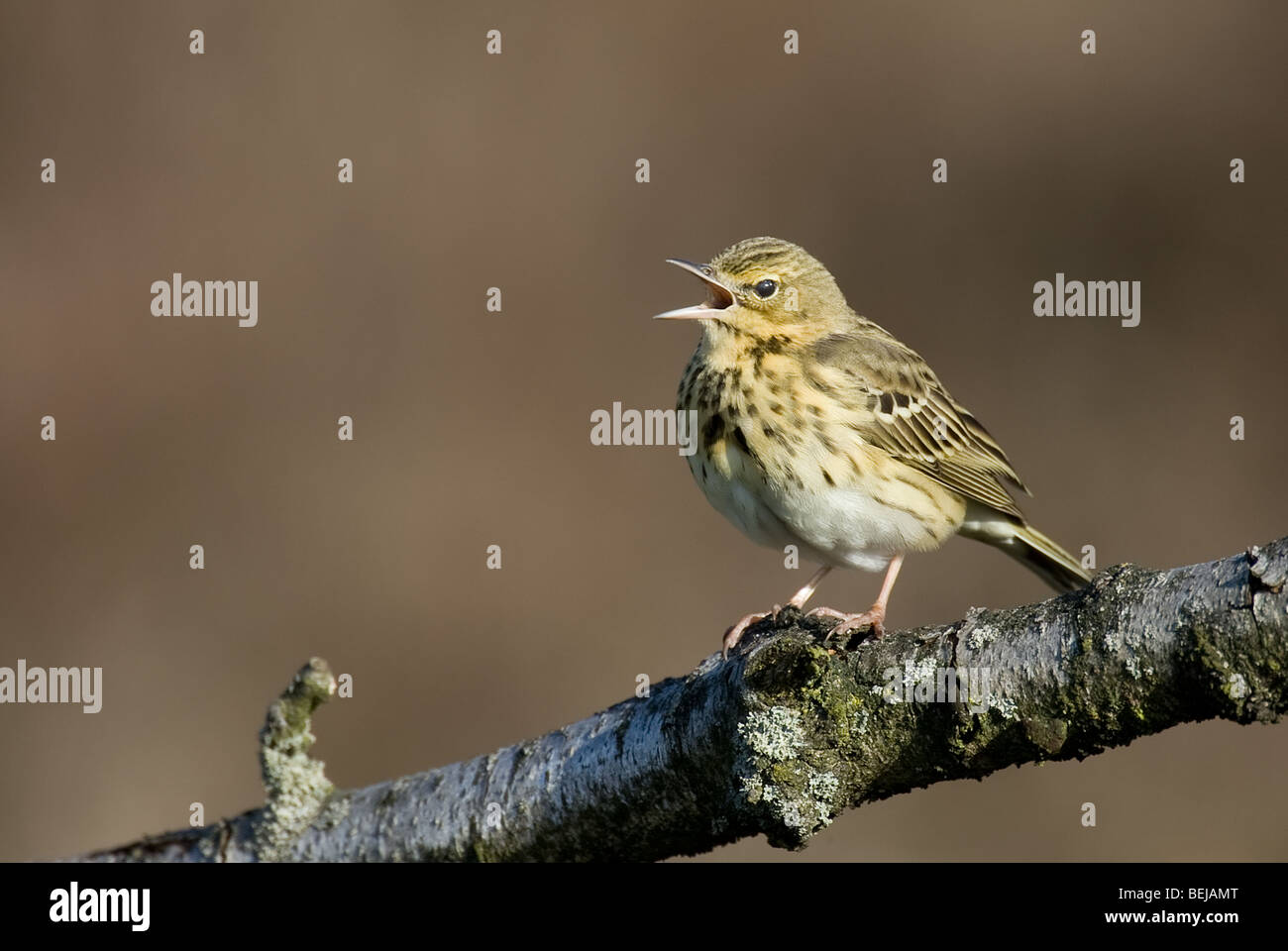 Singing tree pipit (Anthus trivialis) perching on branch, the Netherlands Stock Photo