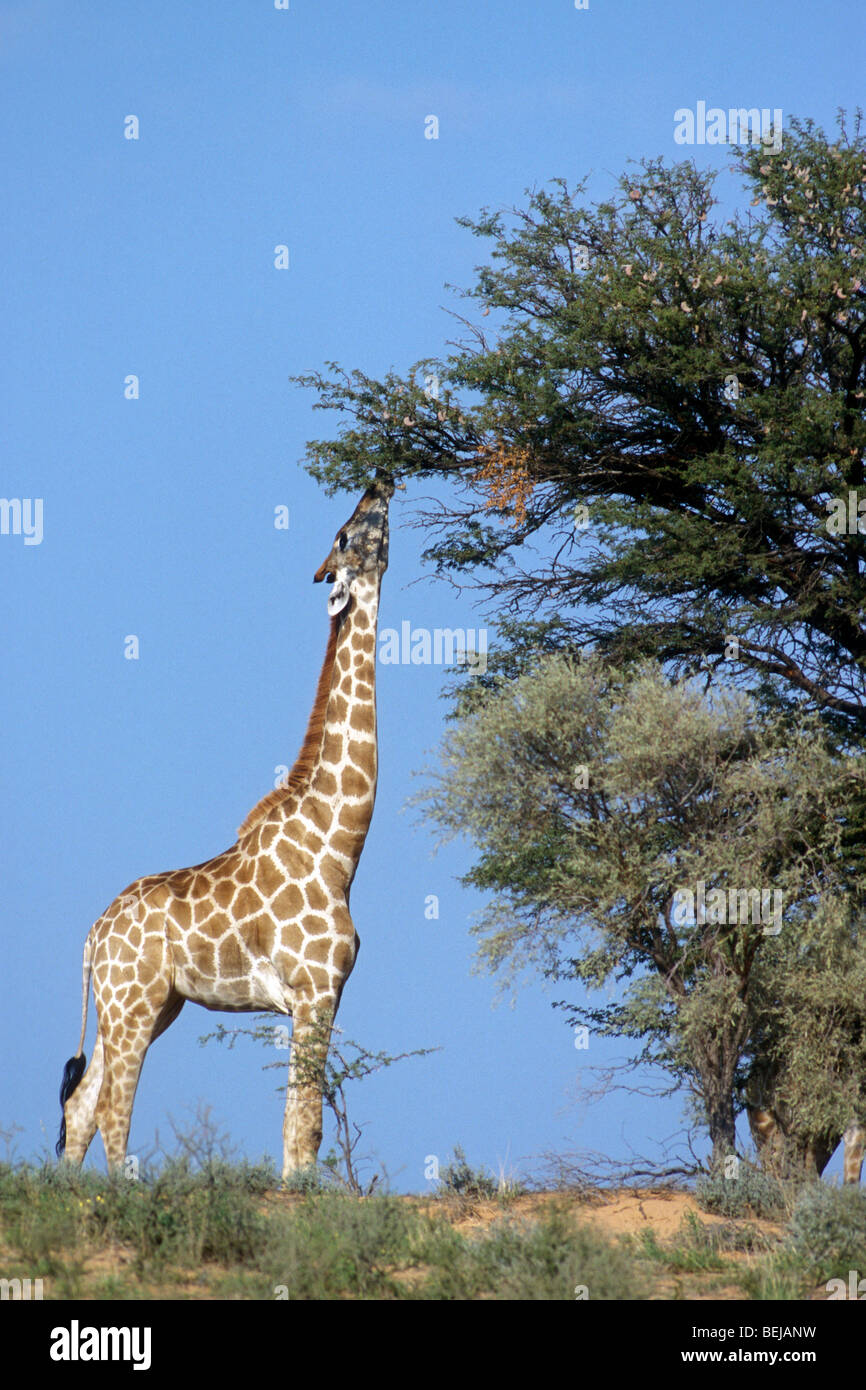 Giraffes eating leaves from trees hi-res stock photography and images -  Alamy, image size:866x1390