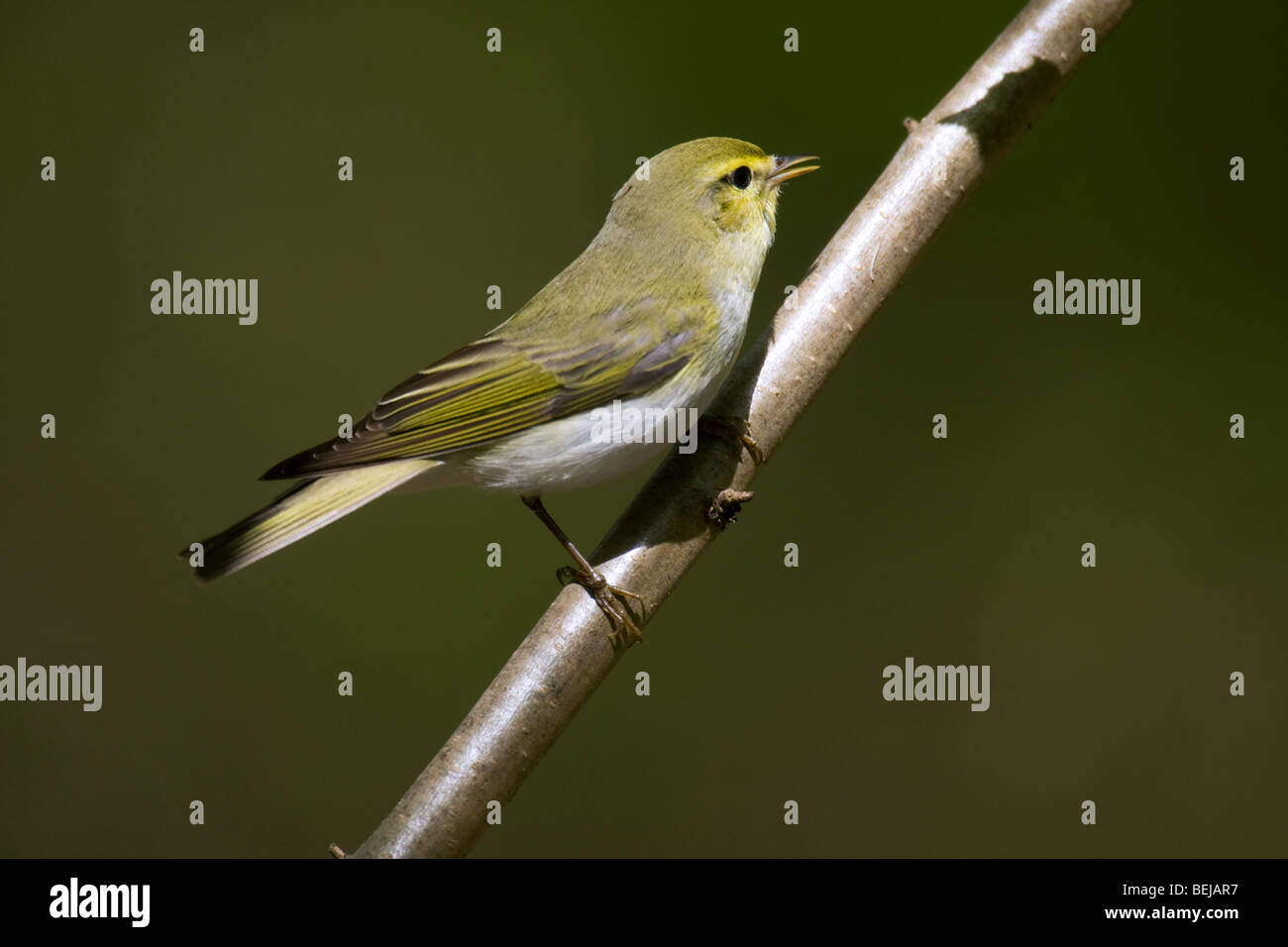 Wood Warbler (Phylloscopus sibilatrix) singing in beech forest Stock Photo