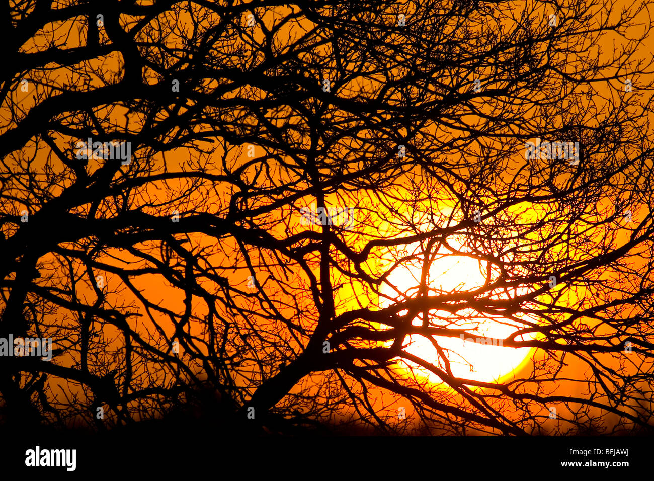 Silhouetted tree branches at sunrise, the Netherlands Stock Photo