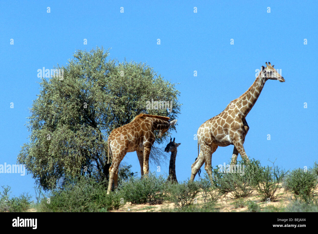 Group Of Giraffes Eating Leaves High Resolution Stock Photography and ...