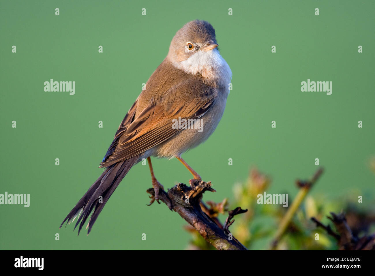 Common whitethroat (Sylvia communis) perched on branch Stock Photo