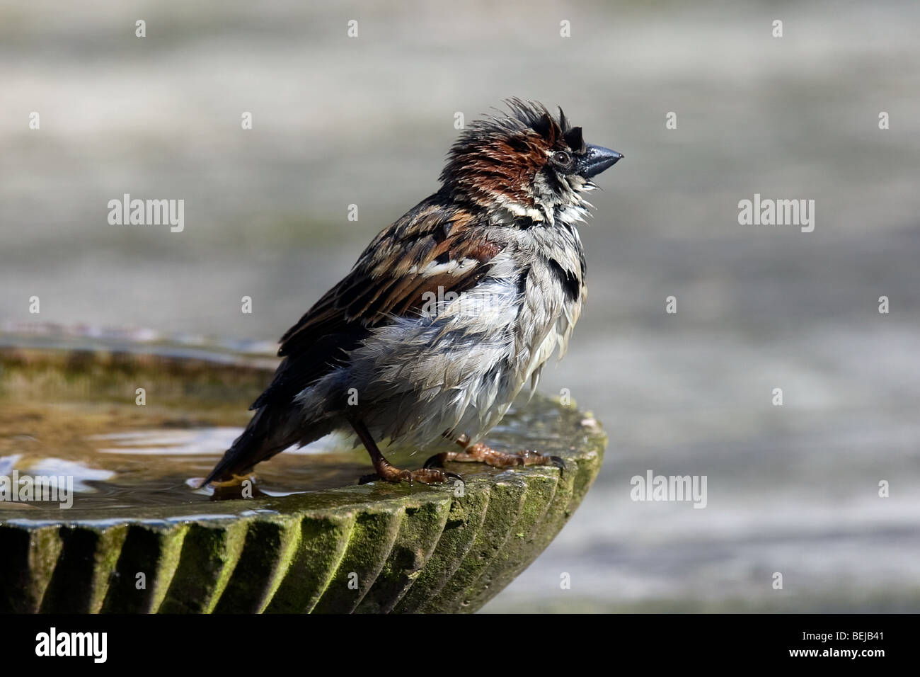Male common sparrow (Passer domesticus) bathing in garden, Belgium Stock Photo
