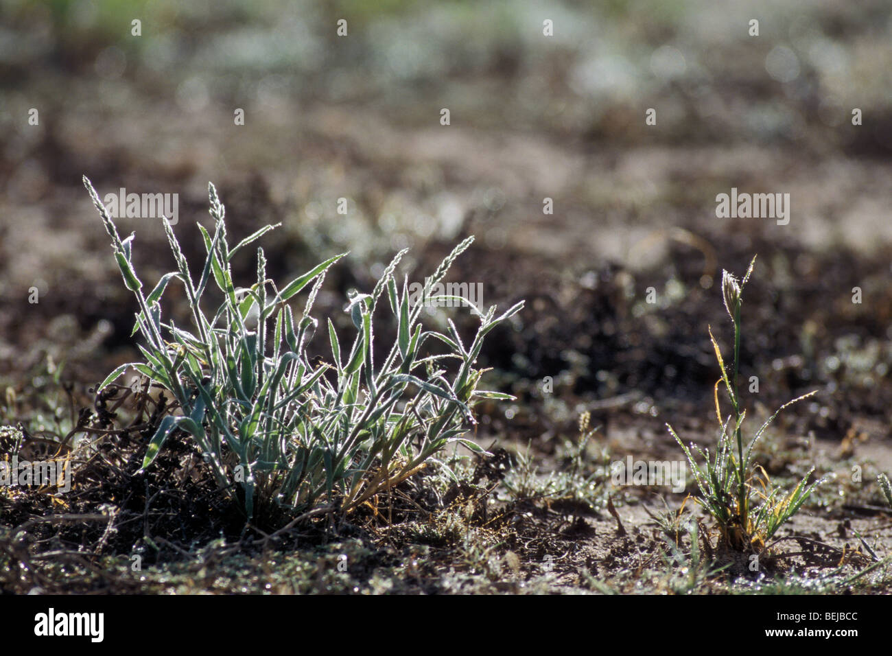 Fresh shoots of grass, covered in dew during the rainy season in the Kalahari desert, Kgalagadi Transfrontier Park, South Africa Stock Photo