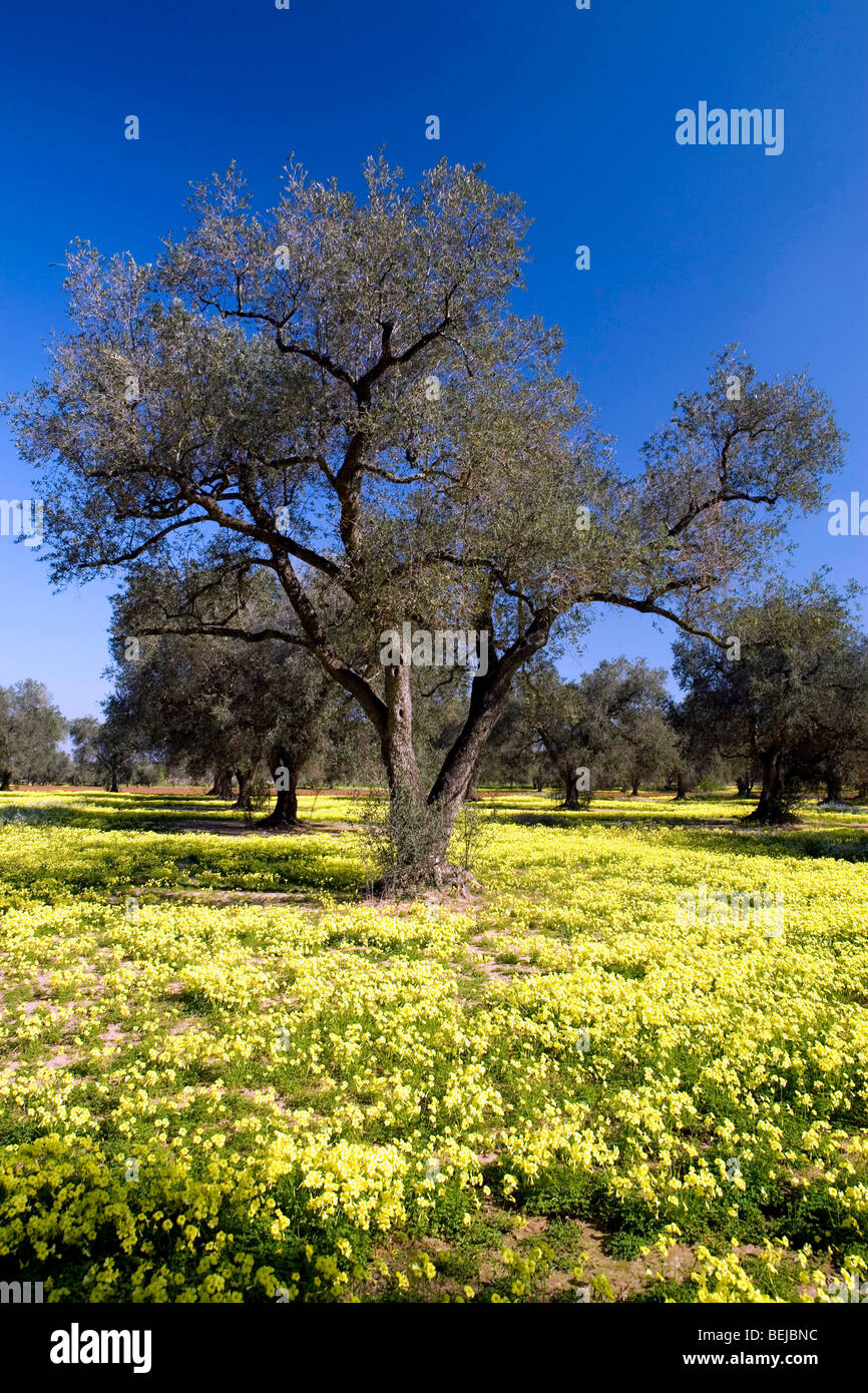 Olive trees, Mesagne, Puglia, Italy Stock Photo Alamy
