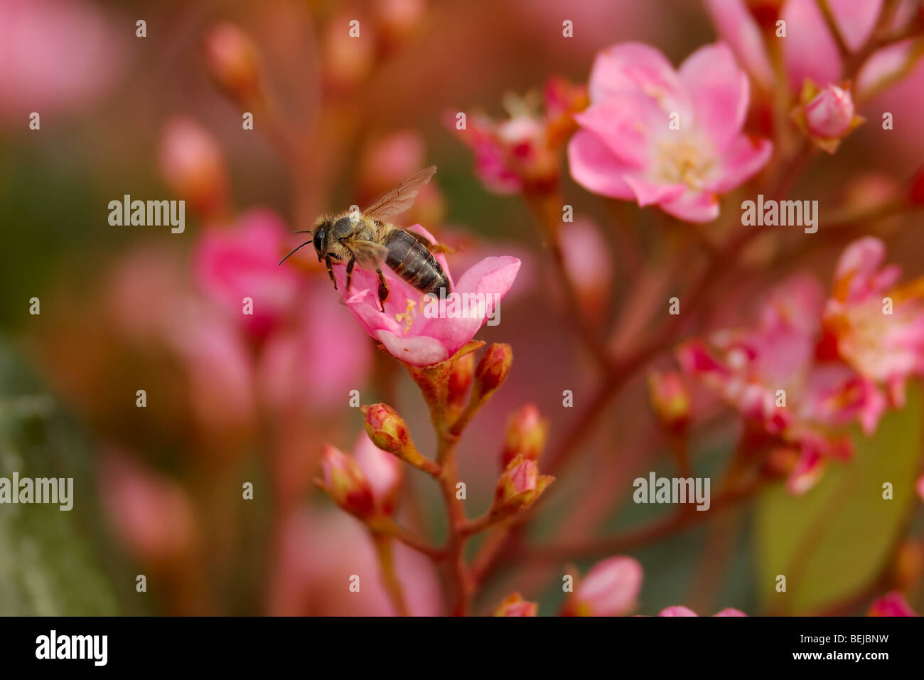 A beautiful high-resolution image of a honey bee pollinating. Stock Photo