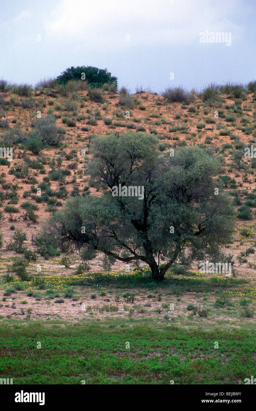 Grey Camelthorn tree (Acacia haematoxylon), Kalahari desert during the rainy season, Kgalagadi Transfrontier Park, South Africa Stock Photo