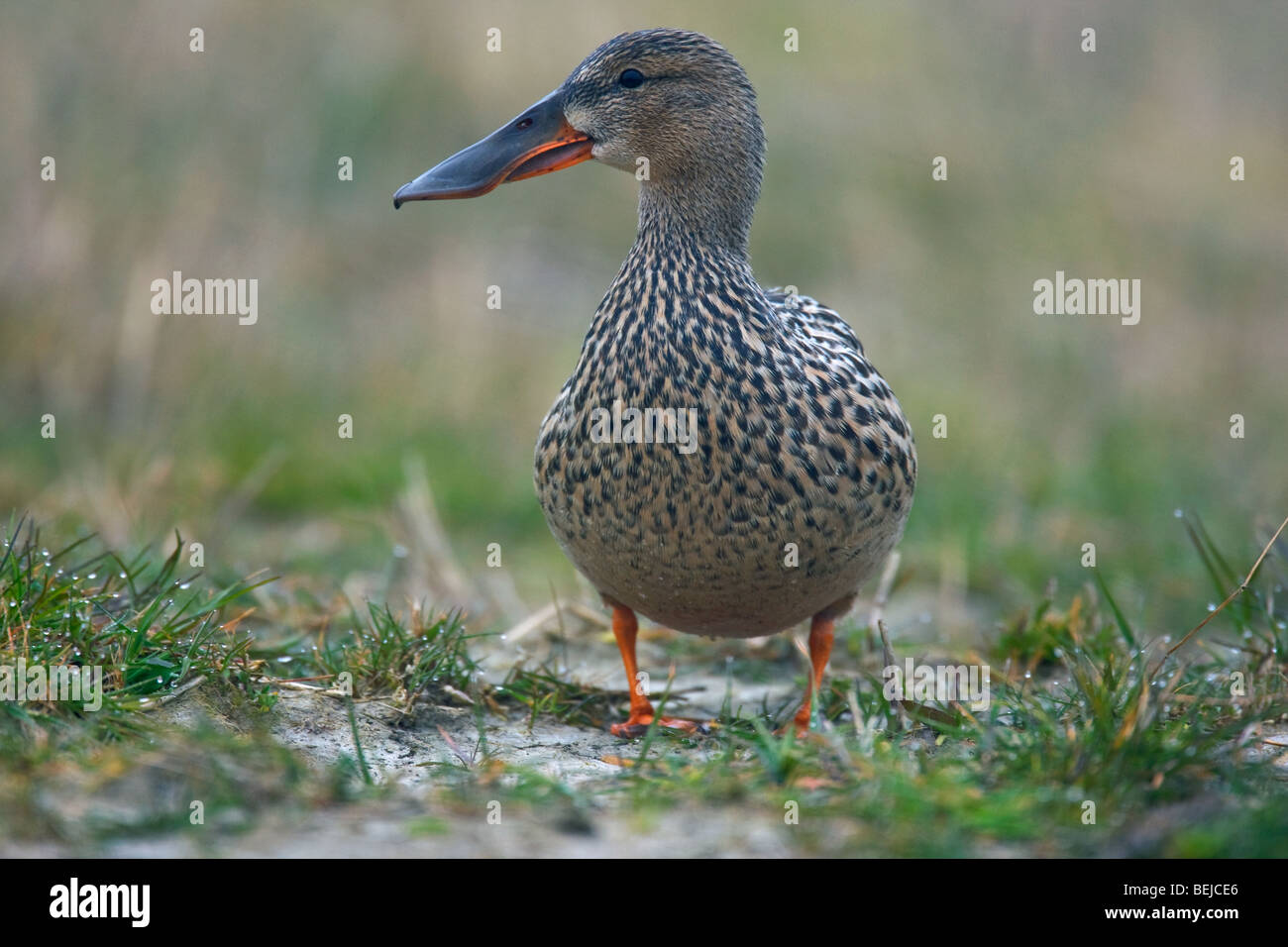 Female shoveler duck hi-res stock photography and images - Alamy