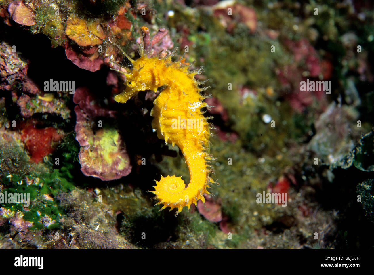 Hippocampus guttulatus, Ustica, Ustica island, Sicily, Italy Stock Photo