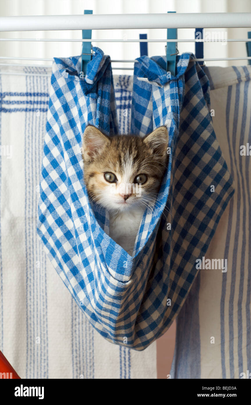 Kitten is hanging in a towel Stock Photo Alamy