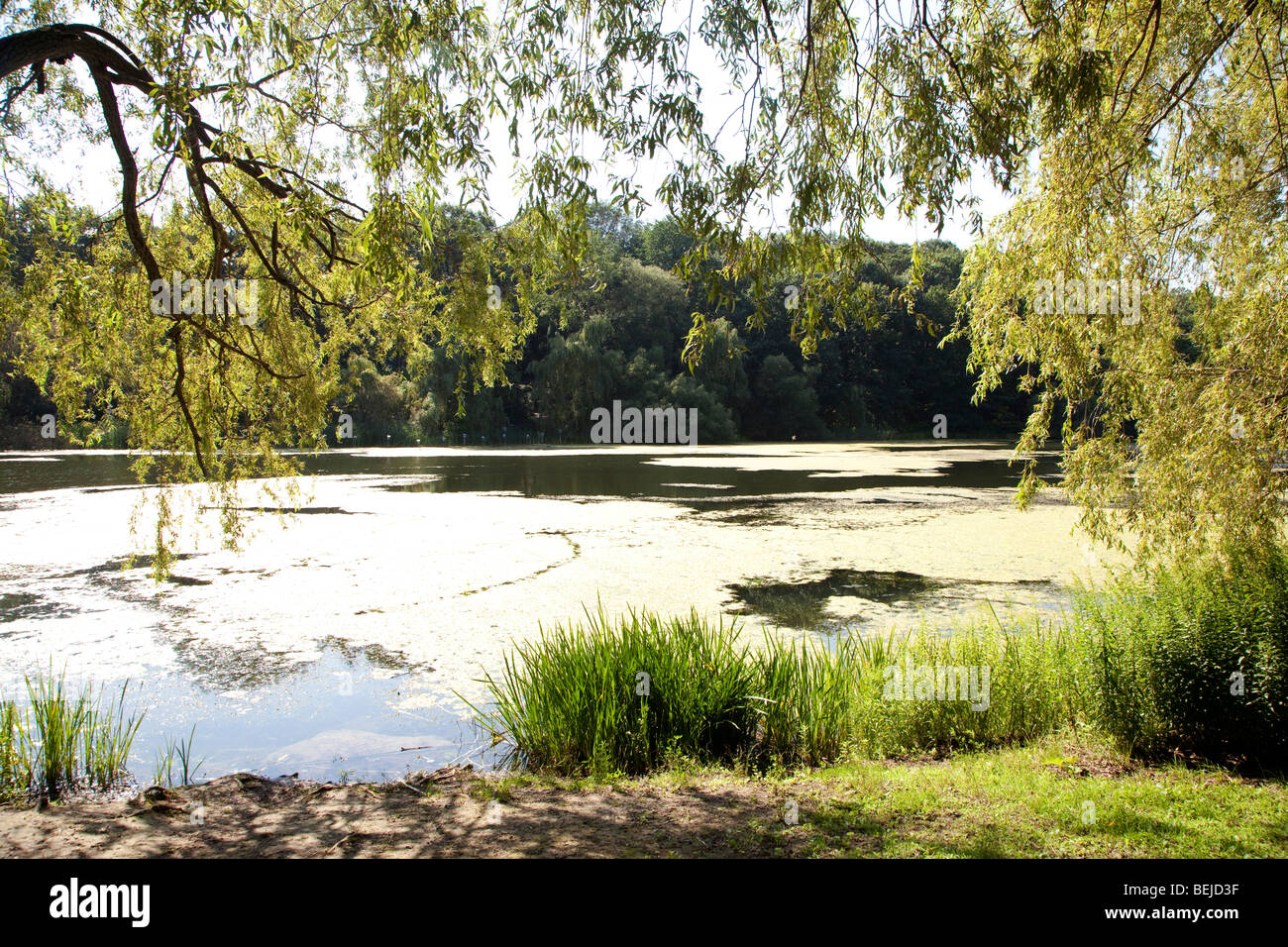 Fraser park in Toronto, Canada Stock Photo Alamy