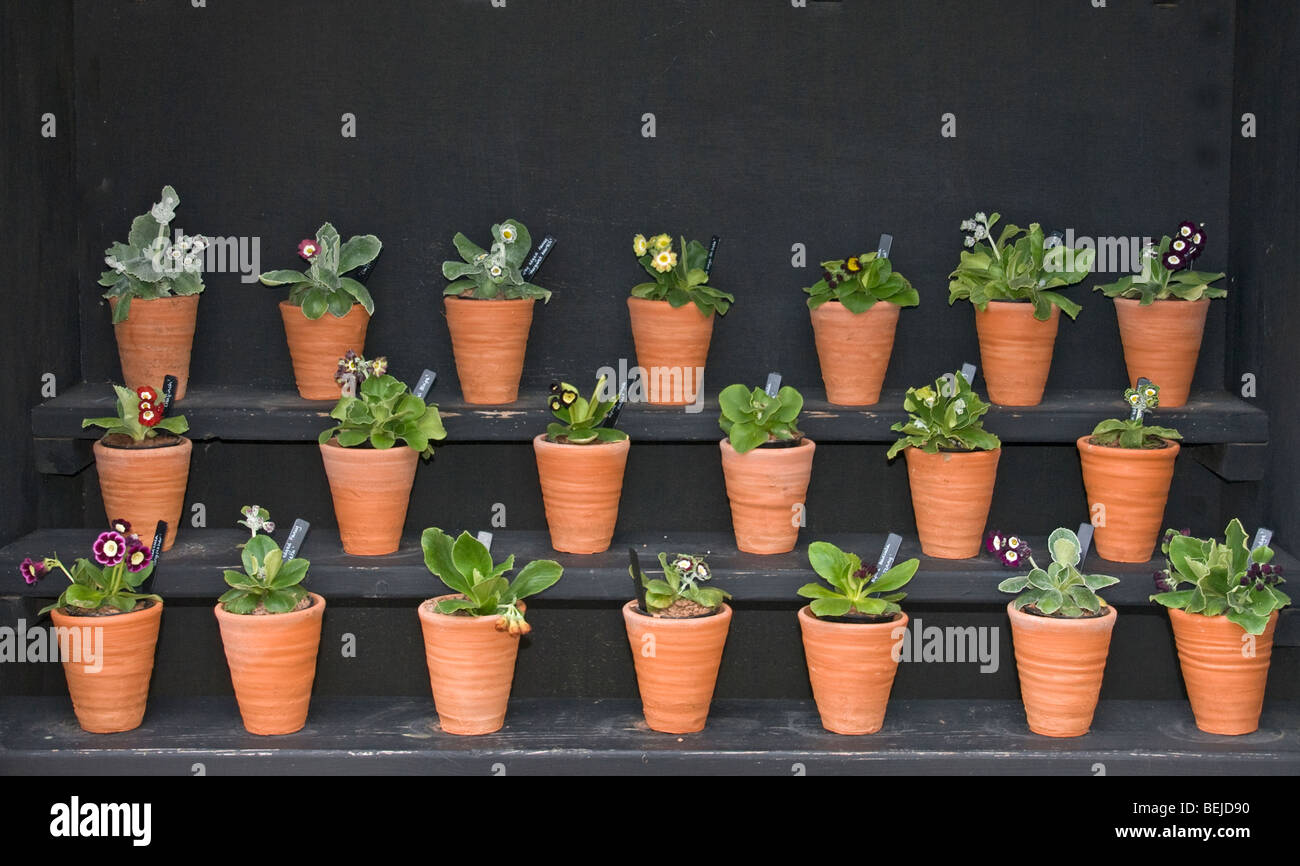 auricula theatre images auricula theatre images