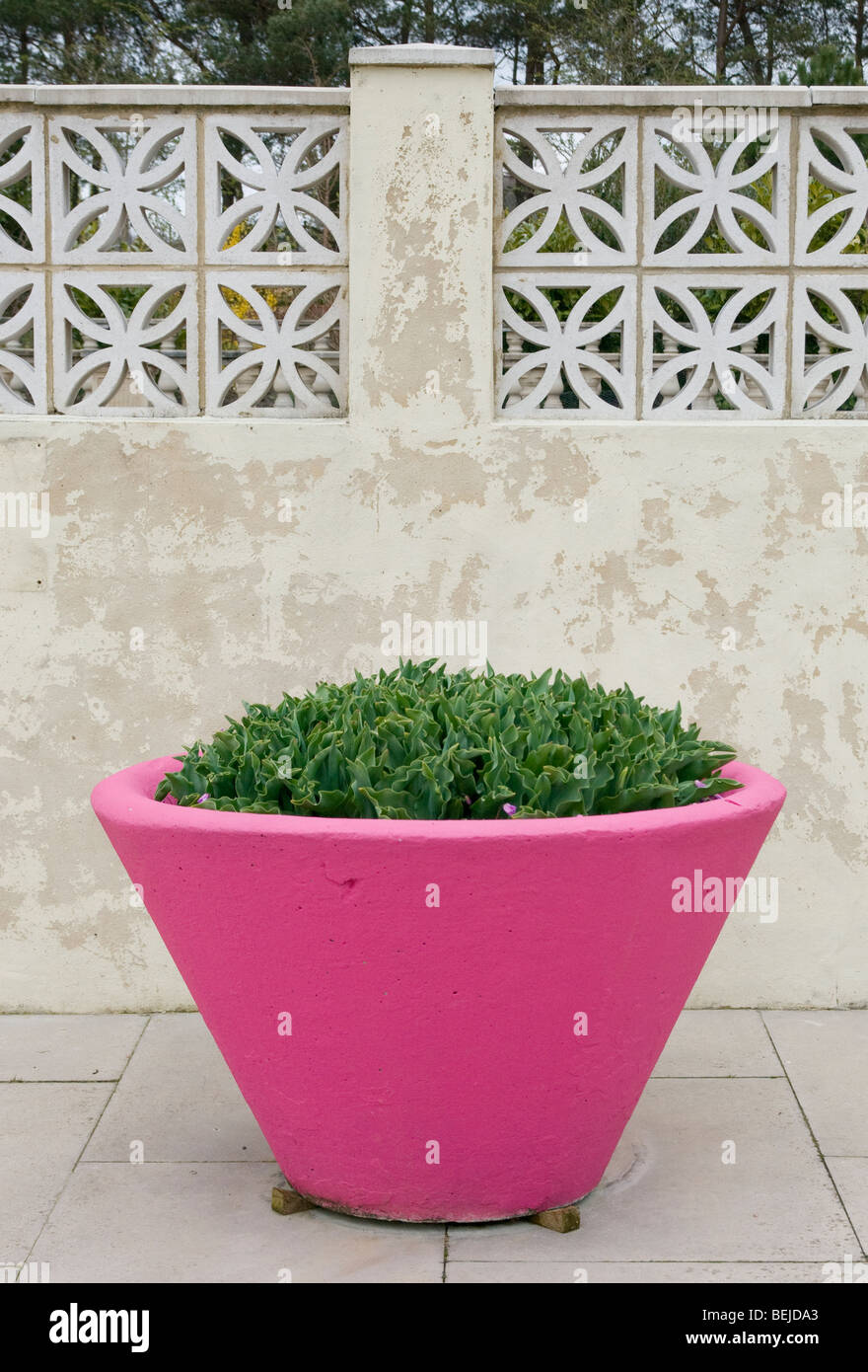tulips in pink planter concrete wall decorative block RHS [Harlow Carr] Gardens Harrogate Stock Photo