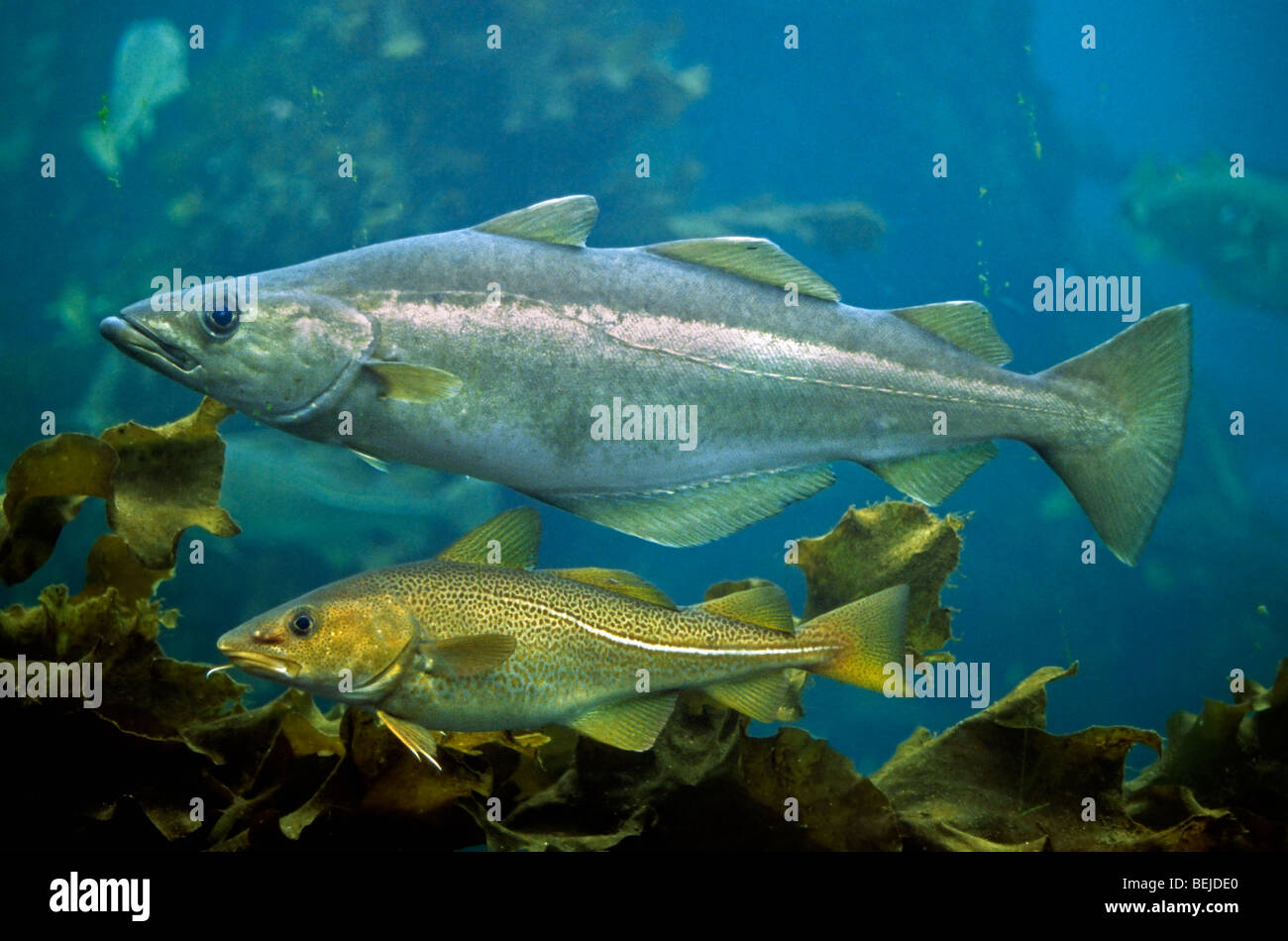 Atlantic cod (Gadus morhua) and European pollock (Pollachius pollachius
