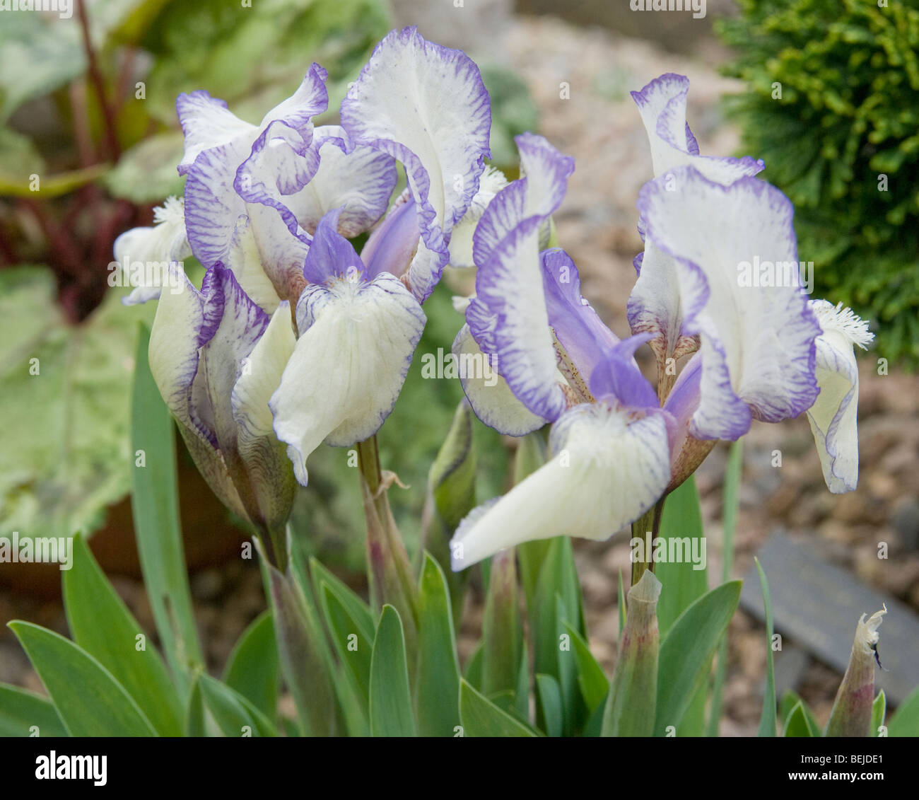dwarf iris Stock Photo