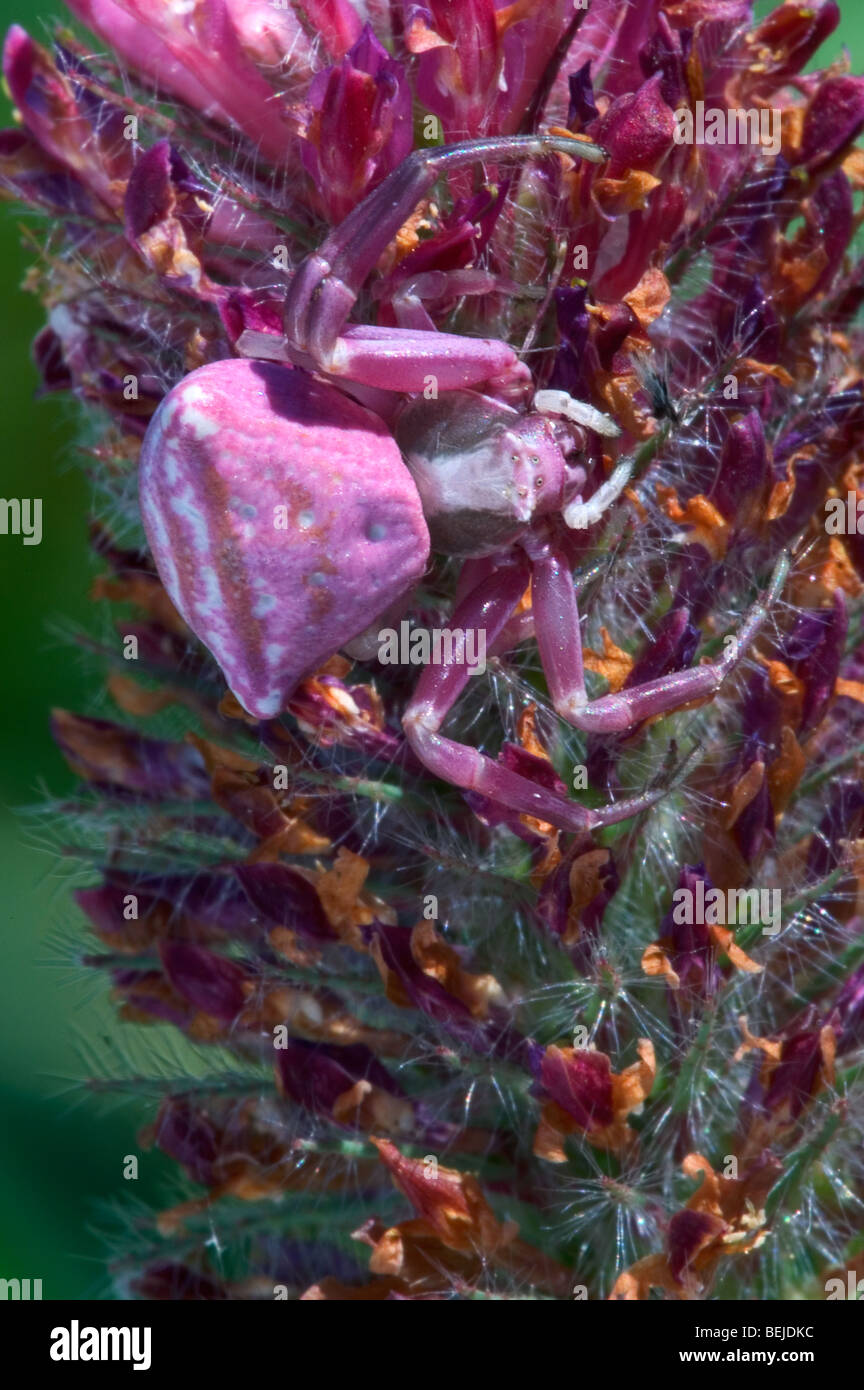 Crab spider (Thomisus onustus) on flower Stock Photo Alamy