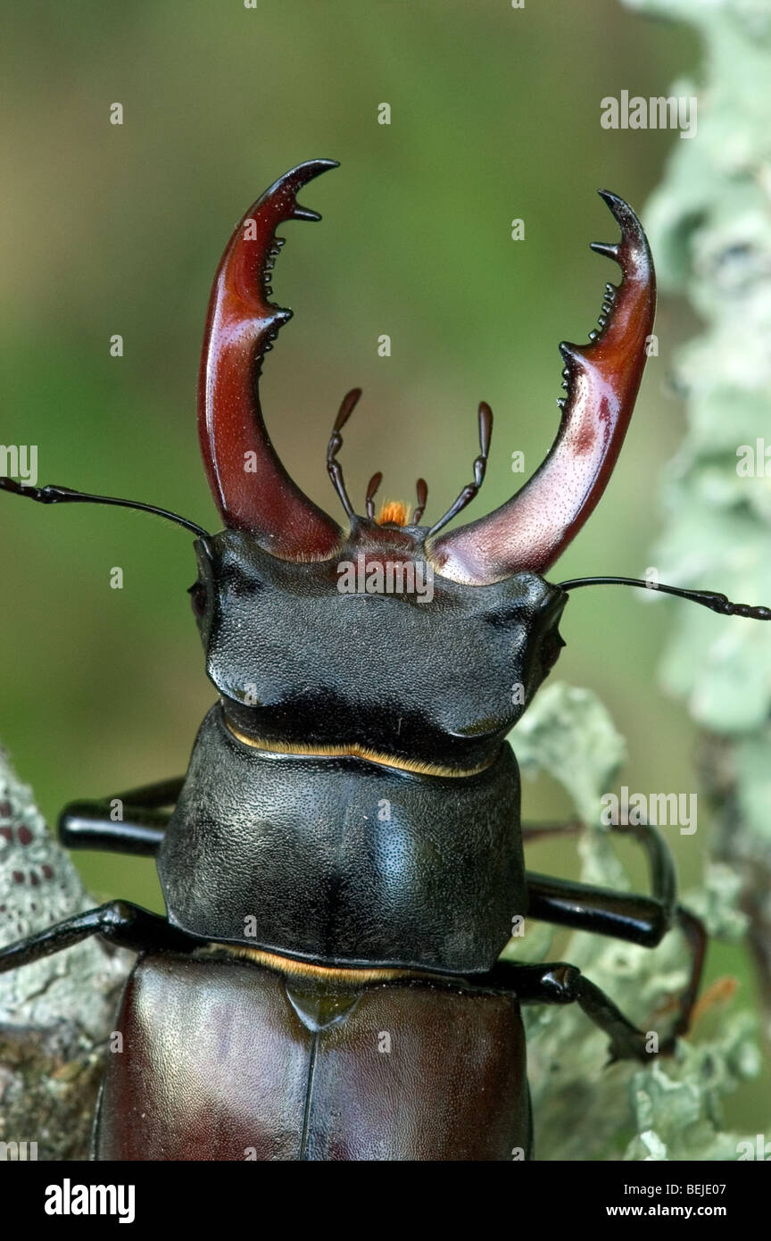 Lucanus cervus germany hi-res stock photography and images - Alamy