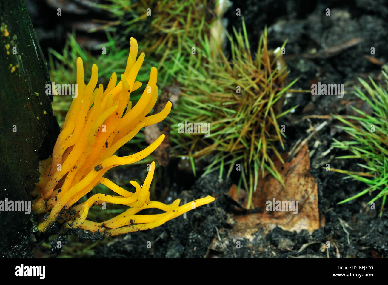 Yellow stagshorn / Yellow antler fungus (Calocera viscosa) on tree stump in forest Stock Photo
