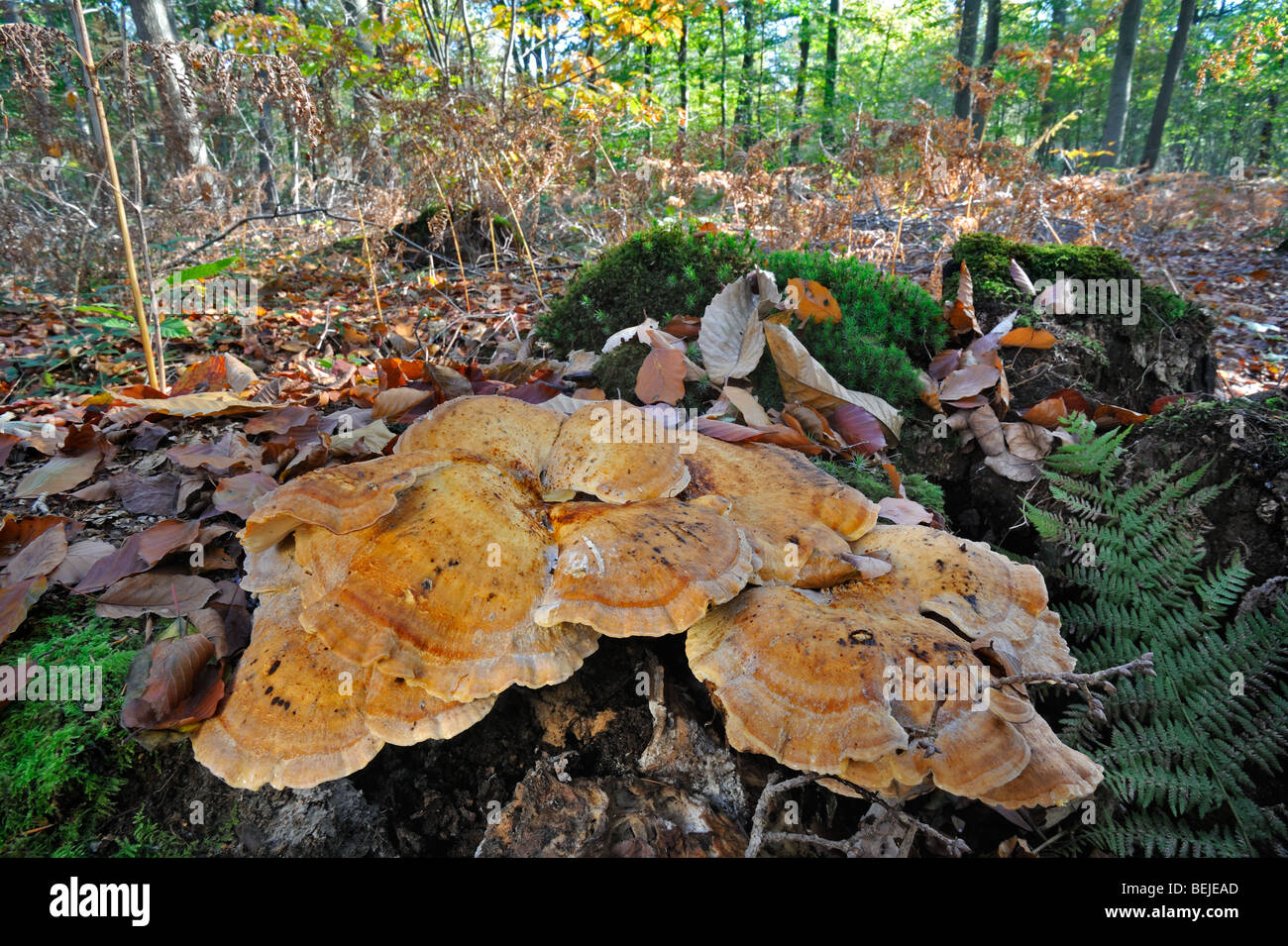 Giant polypore bracket fungus / black-staining polypore (Meripilus ...