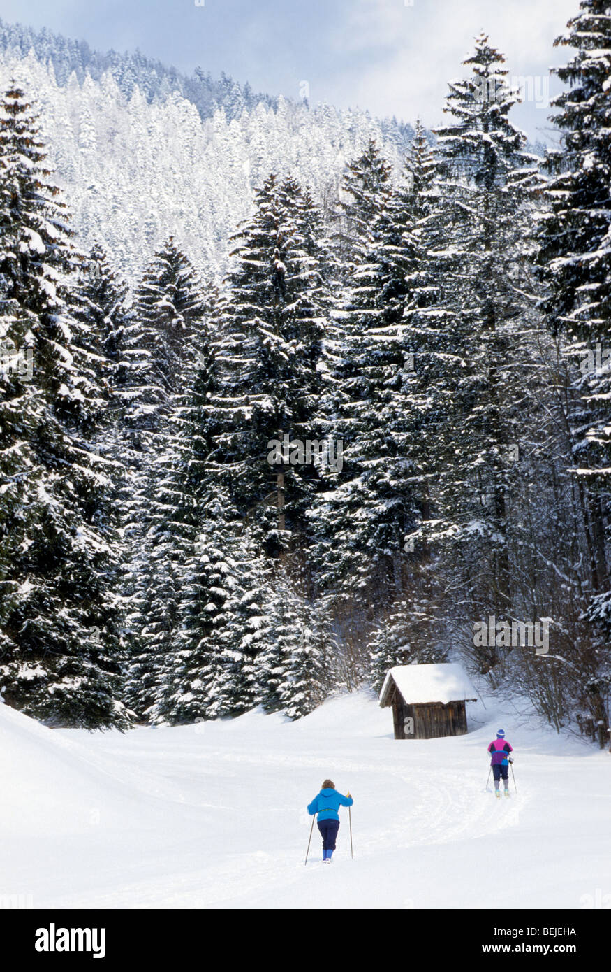 Cross-country skiers and pine forest in the snow, Europe Stock Photo