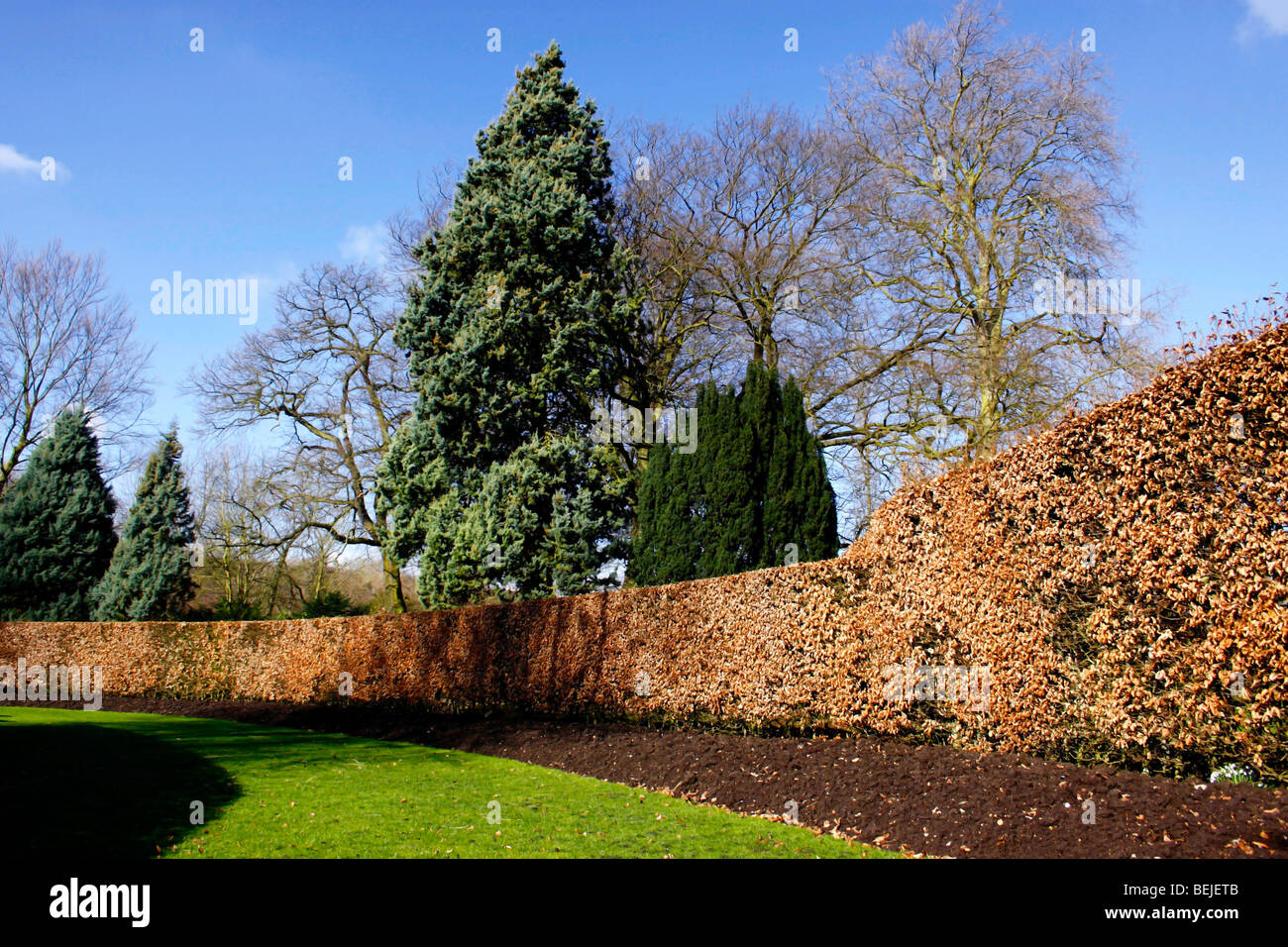 FAGUS SYLVATICA. BEECH HEDGE IN WINTER. Stock Photo