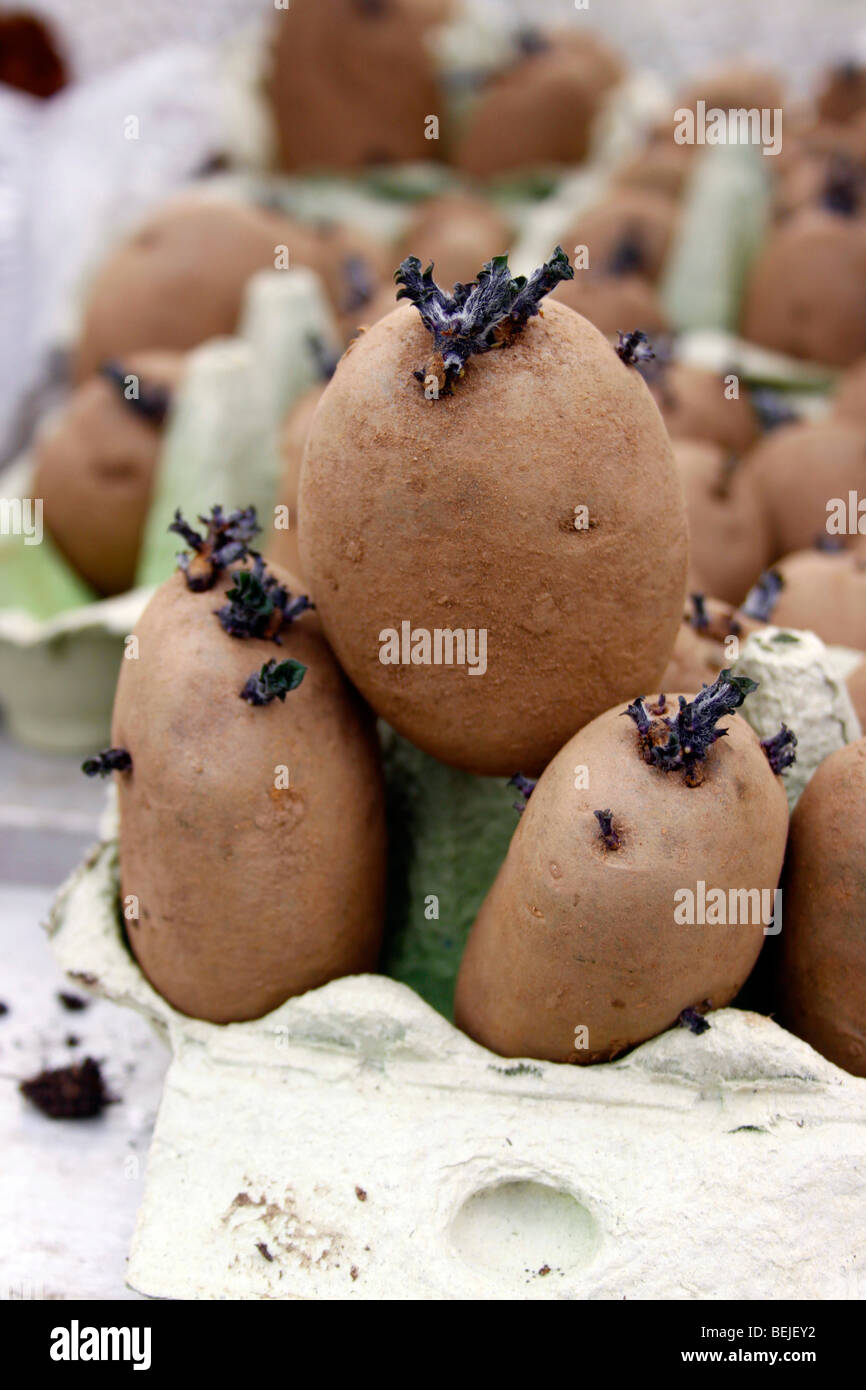 CHITTING SEED POTATOES BEFORE PLANTING OUT. Stock Photo