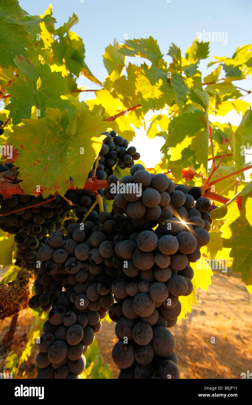 Old vine Zinfandel in Sonoma Valley, California Stock Photo