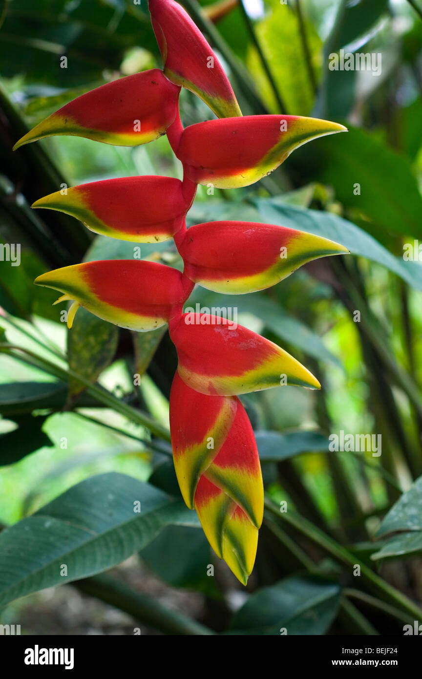 Lobster claw / False-bird-of-paradise (Heliconia rostrata) in flower in cloud forest, Costa Rica Stock Photo