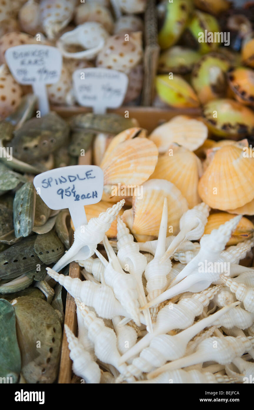 Assortment of shells for sale in shell shop, Provincetown, Cape Cod