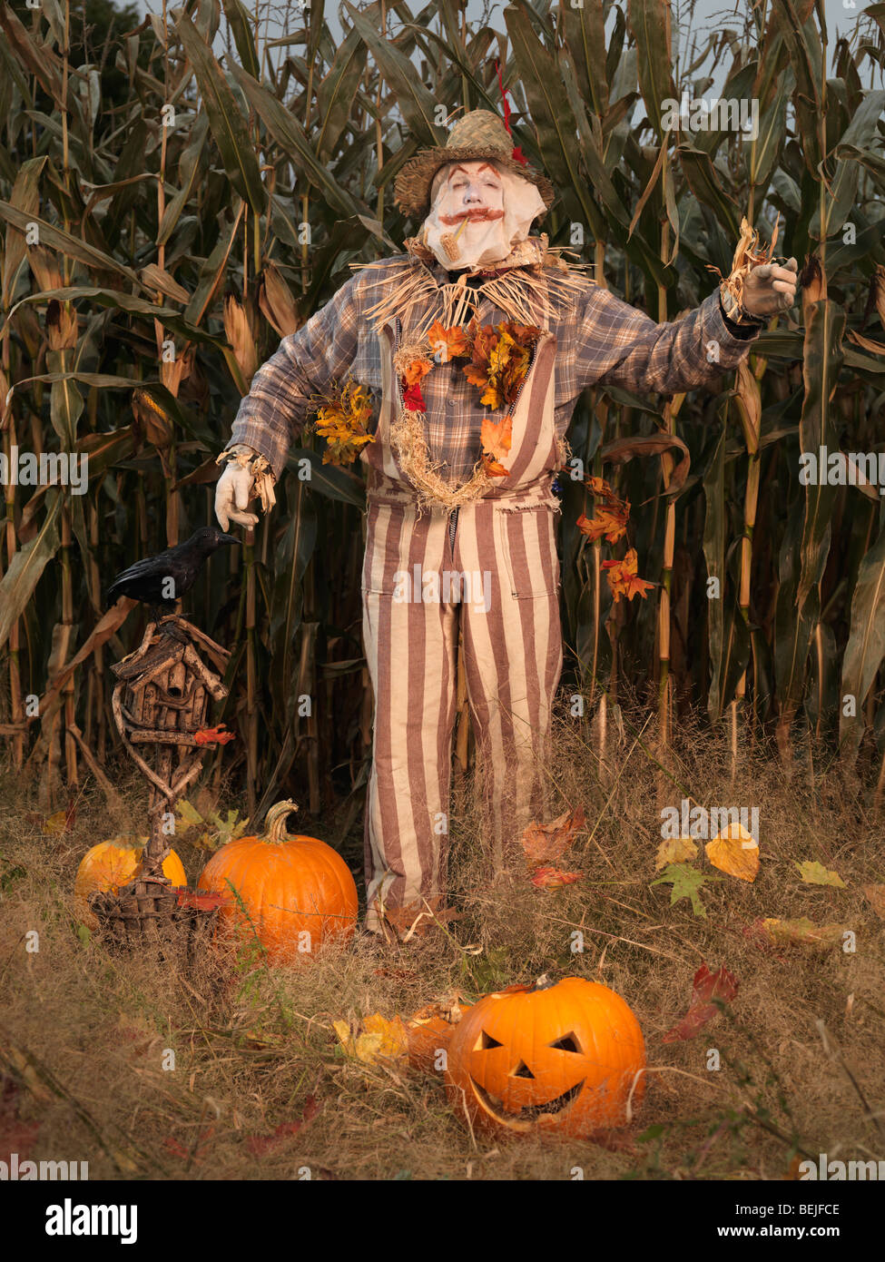 Scarecrow and pumpkins in a corn field. Halloween theme Stock Photo Alamy