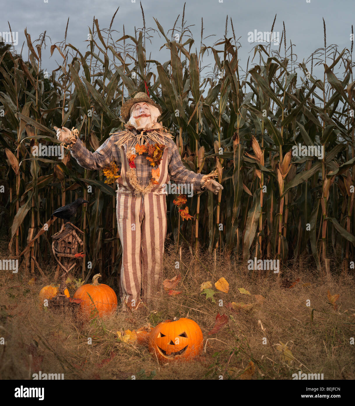 Scarecrow and pumpkins in a corn field. Halloween theme. Stock Photo