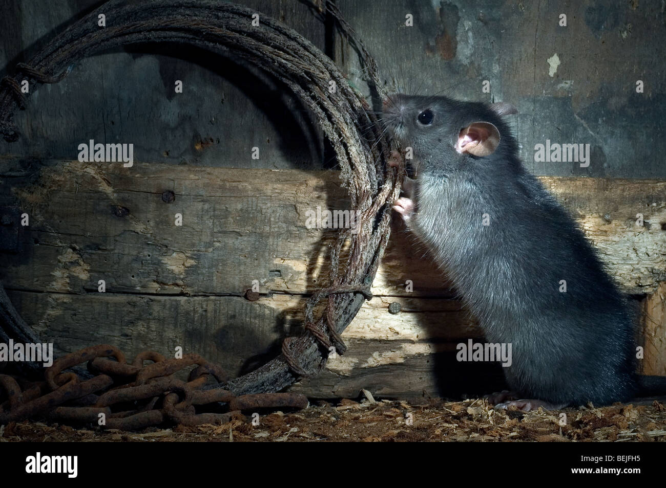 Black rat (Rattus rattus) foraging in barn of farm Stock Photo - Alamy