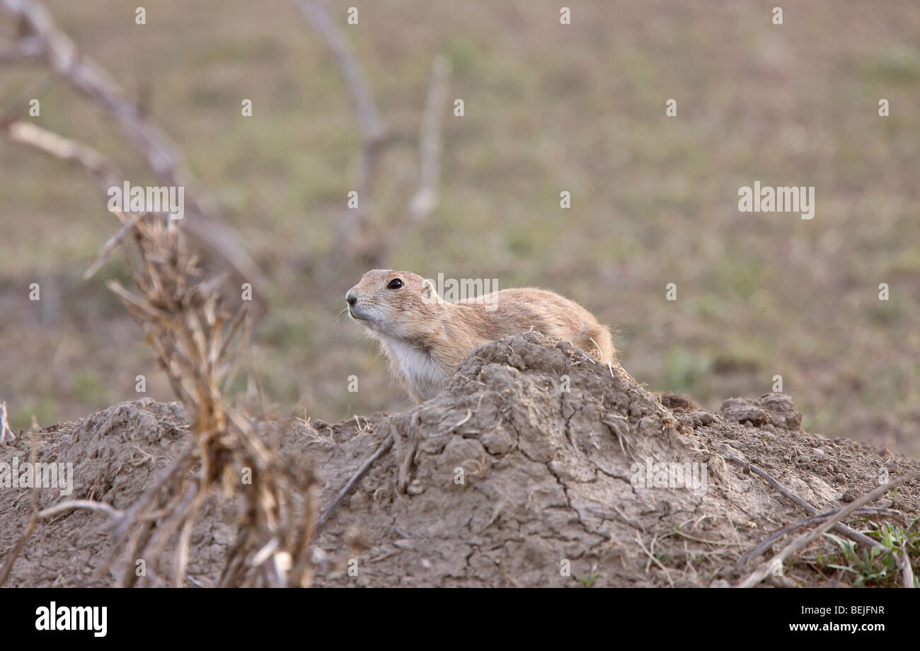 Prairie Dog in the Grasslands Saskatchewan Stock Photo Alamy