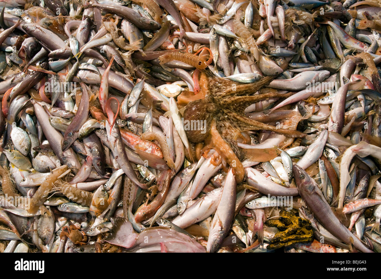 Trawler's catch with by catch species, Aegean Sea Turkey Stock Photo