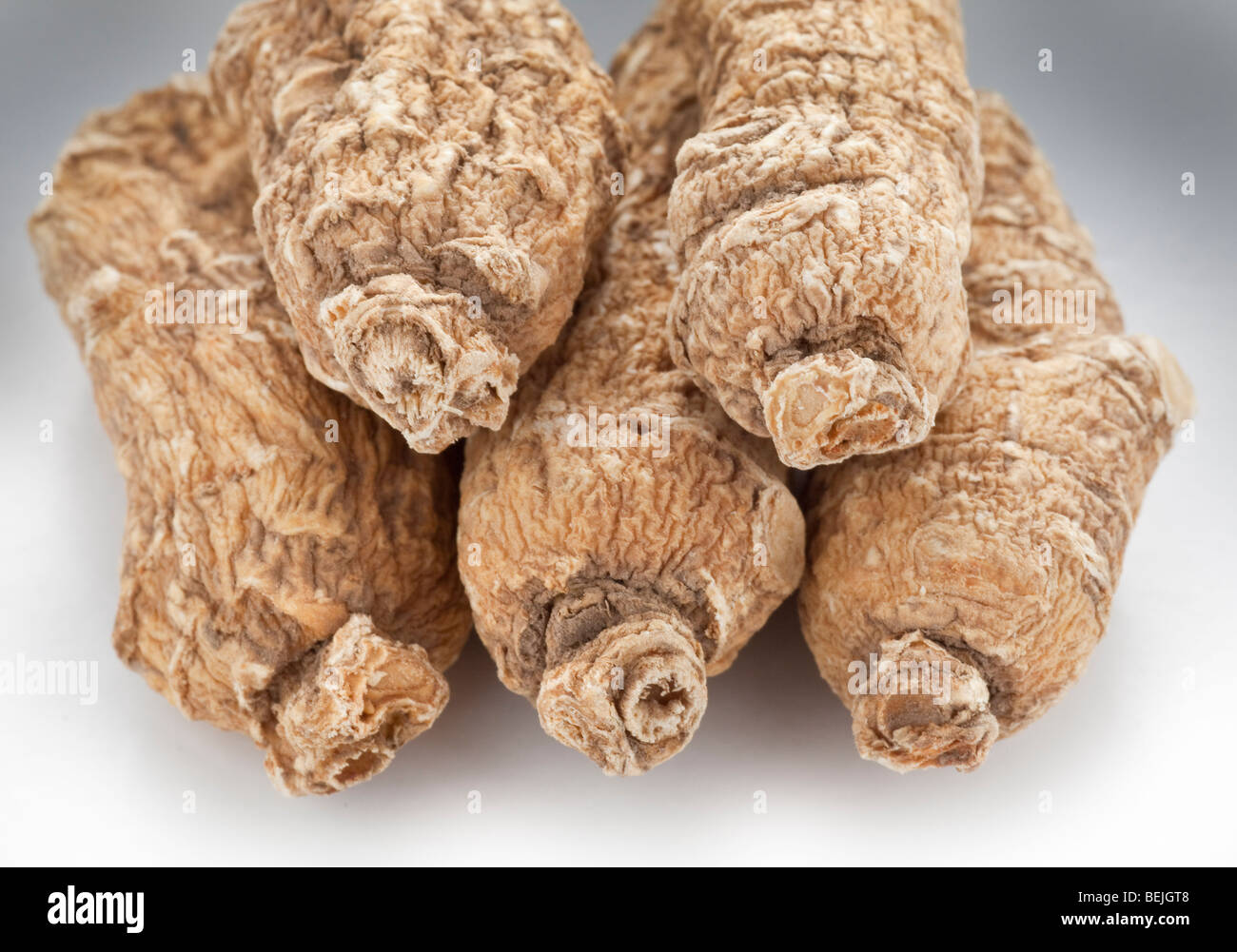 USA Wisconsin ginseng. Panax quinquefolius, commonly known as American