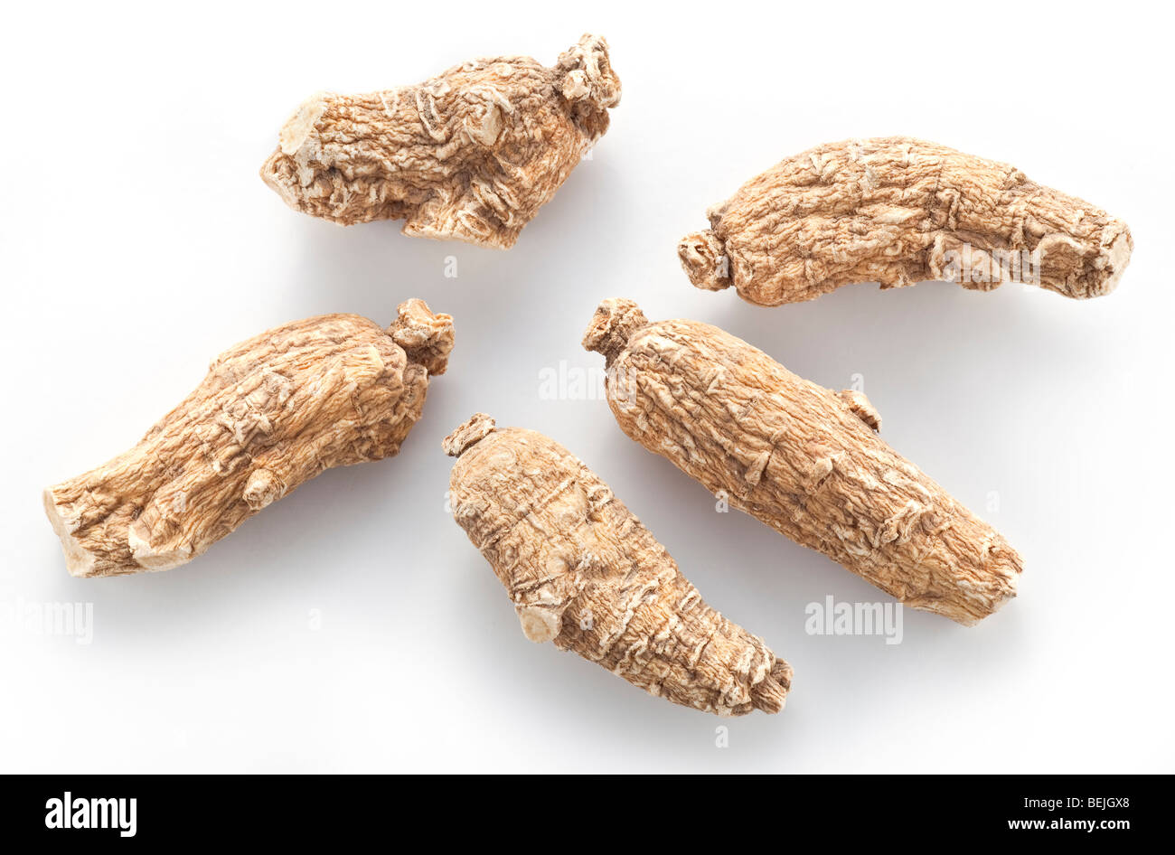 USA Wisconsin ginseng. Panax quinquefolius, commonly known as American