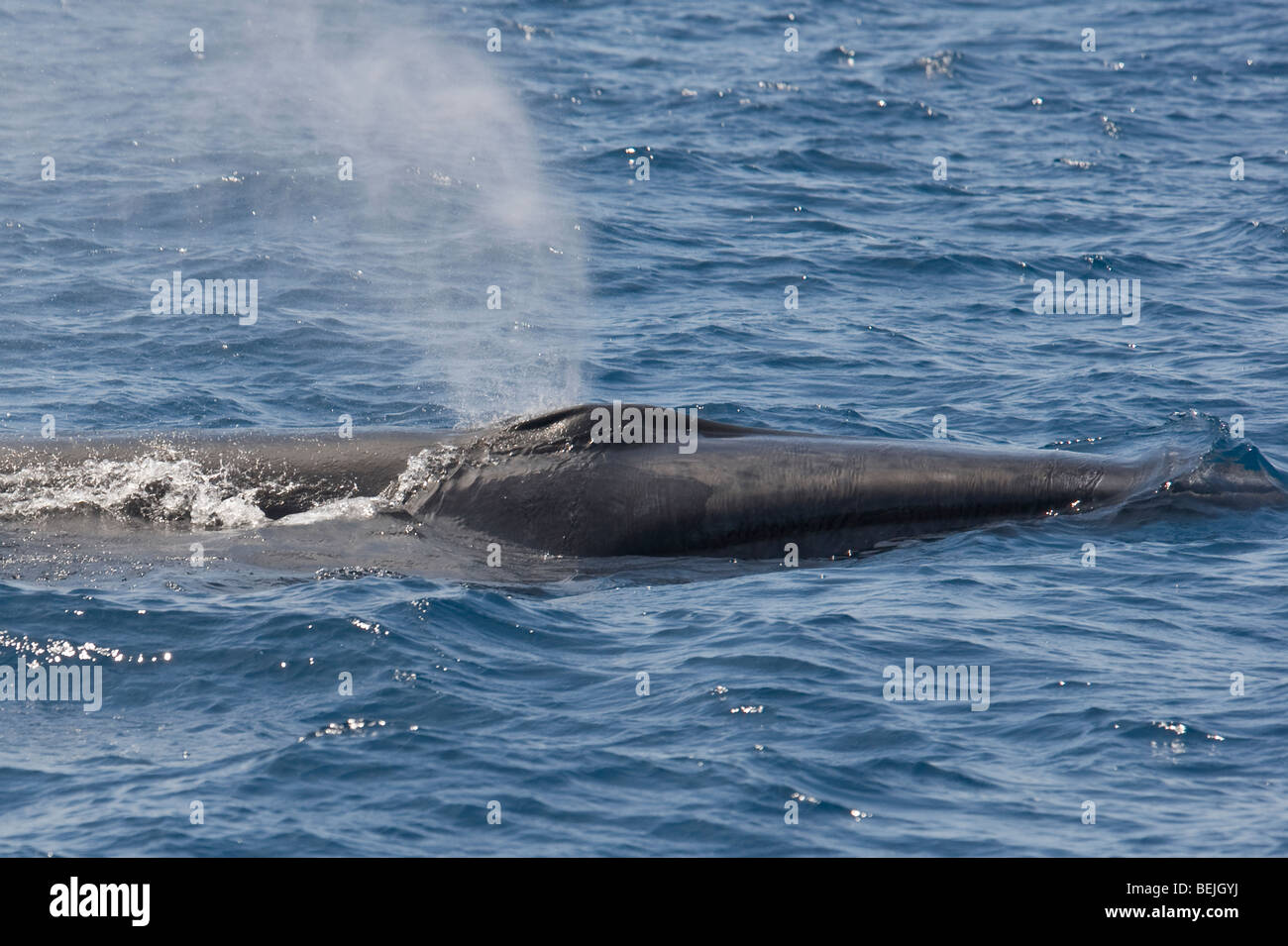 Sei Whale, Balaenoptera borealis, surfacing with the gap between it's jaws visible, Azores, Atlantic Ocean. Stock Photo